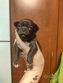 Maschietto Chihuahua Pedigree ENCI