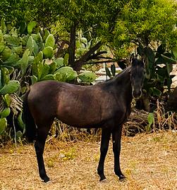 Puledra spagnola P.R.E