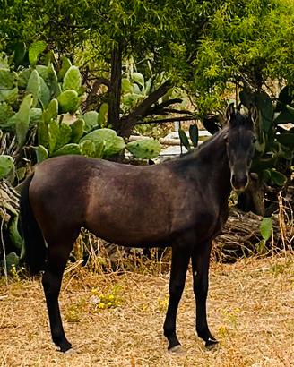 Puledra spagnola P.R.E