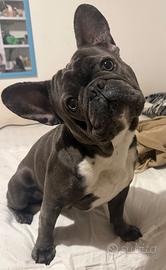 Bulldog francese