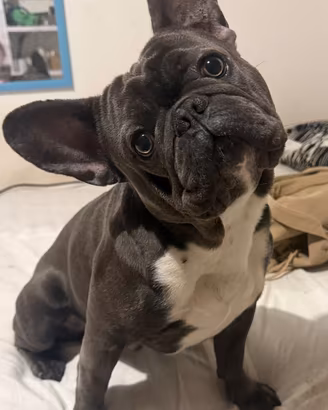 Bulldog francese