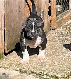 American bully
