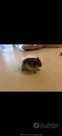 Animali