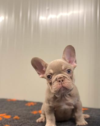 Cucciolo bulldog francese Isabella Newshade tan
