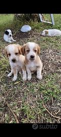 cuccioli di setter 