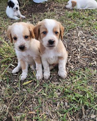 cuccioli di setter 