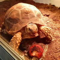 Sulcata