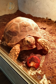 Sulcata