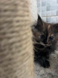 Maine Coon femmina Tortie