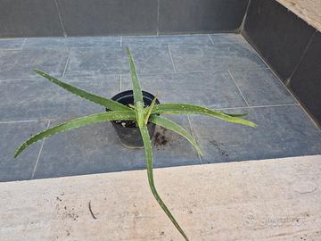 pianta grassa aloe vera
