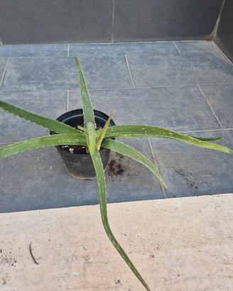 pianta grassa aloe vera