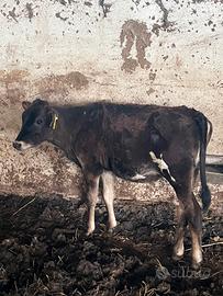 Vitella mucca