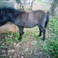 Pony femmina