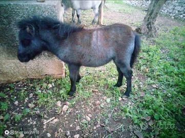 Pony femmina