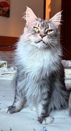 Maine Coon femmina
