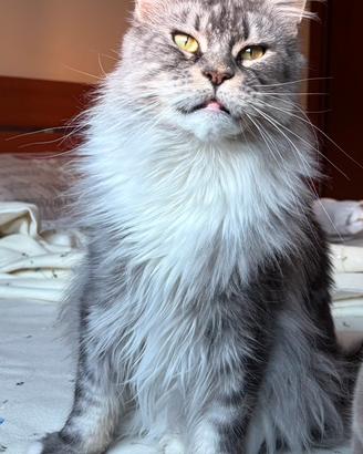 Maine Coon femmina