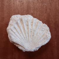Conchiglia Fossilizzata dei Molluschi Bivalvi 