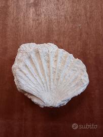Conchiglia Fossilizzata dei Molluschi Bivalvi 