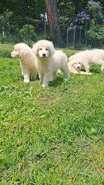 Pastore maremmano abruzzese