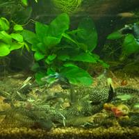 Ancistrus Nero Pine a velo