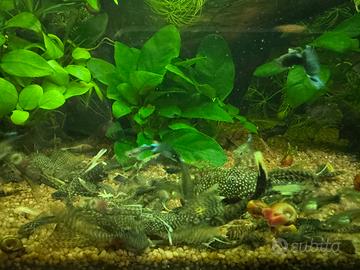 Ancistrus Nero Pine a velo