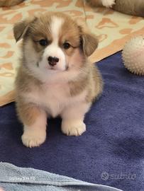 Welsh Corgi Pembroke