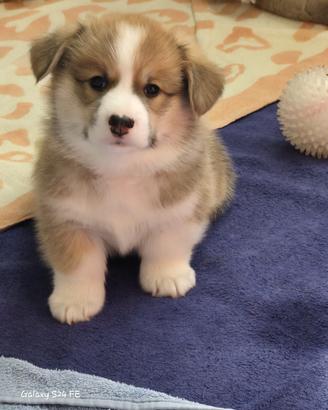 Welsh Corgi Pembroke