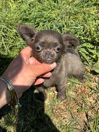 Chihuahua mini toy