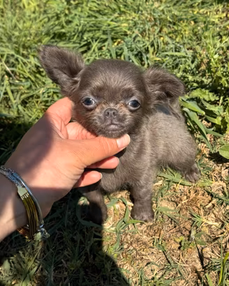 Chihuahua mini toy