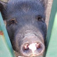 Maialino