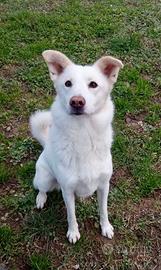 Venus splendida creatura