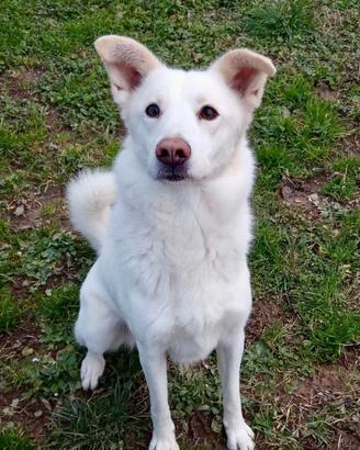 Venus splendida creatura