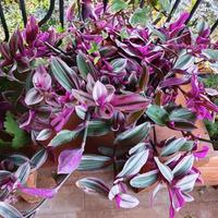 Tradescantia Nanouk in vaso di terracotta 