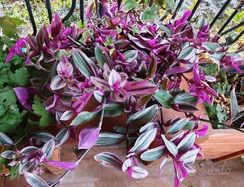 Tradescantia Nanouk in vaso di terracotta 