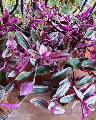 Tradescantia Nanouk in vaso di terracotta 