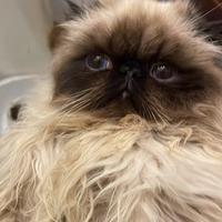 Cucciolo gatto persiano color point