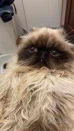 Cucciolo gatto persiano color point