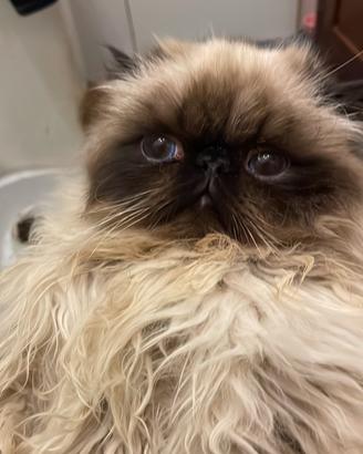 Cucciolo gatto persiano color point