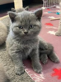 Gattina British/scottish