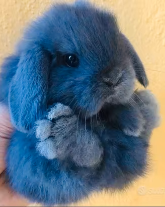 Conigli minilop Blu di Vienna