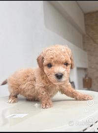 Cucciola barboncina toy albicocca