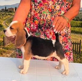 Beagle cuccioli