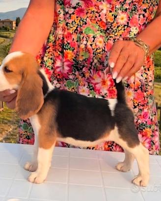 Beagle cuccioli