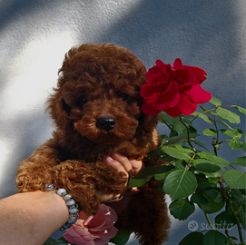 Barboncino Toy Maschio Red Braun 4 mese