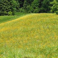Fieno di montagna per conigli