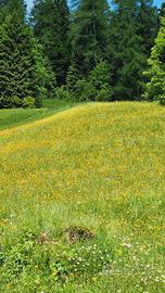 Fieno di montagna per conigli