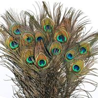 Piume pavone