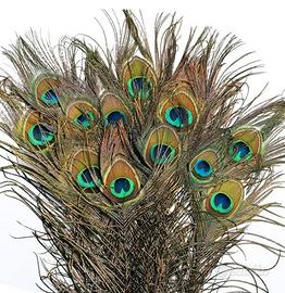 Piume pavone