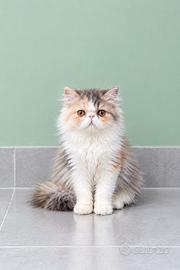 Gatti Persiani e Exotic