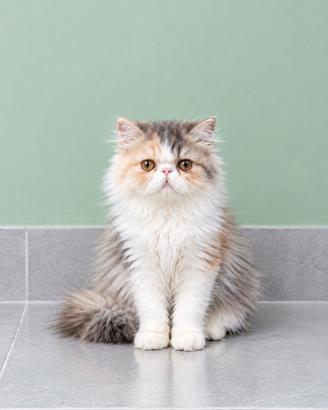 Gatti Persiani e Exotic